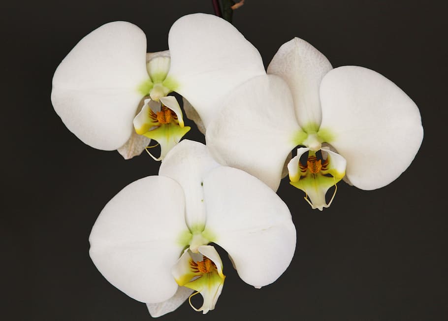 orchid, white, flower, blossom, bloom, plant, close, beautiful HD wallpaper