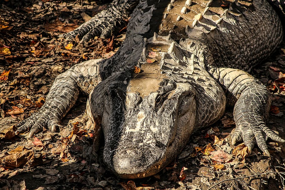American Alligator, Alligator, crocodilian, reptile, amphibian, HD wallpaper