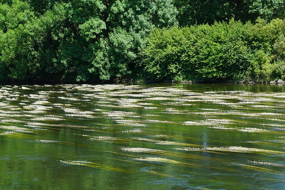 danube, ehingen, ulm, germany, river, europe, nature, landscape HD wallpaper