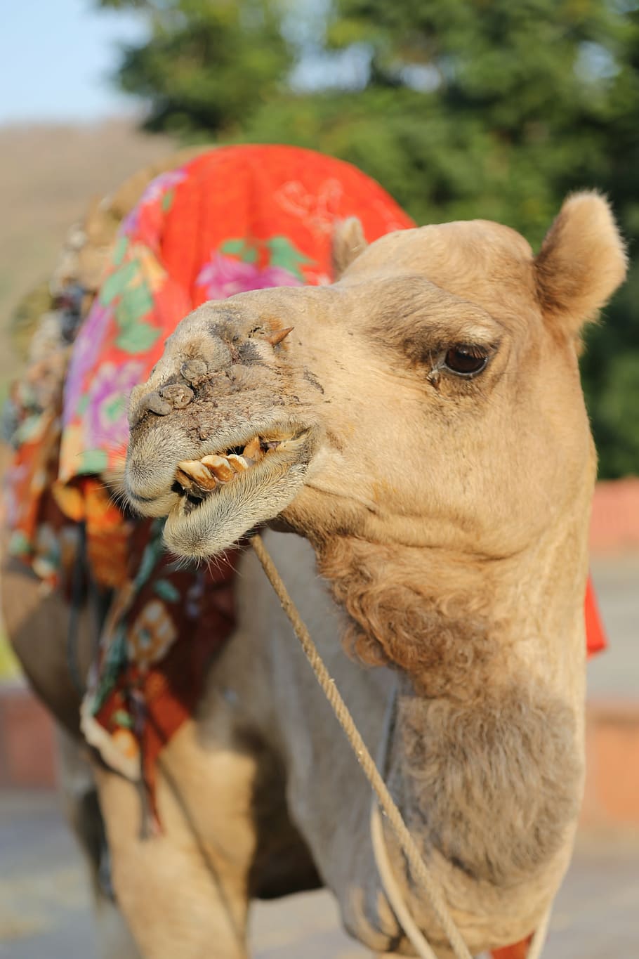 camel, desert, animal, sand, nature, jaipur, india, animal themes HD wallpaper