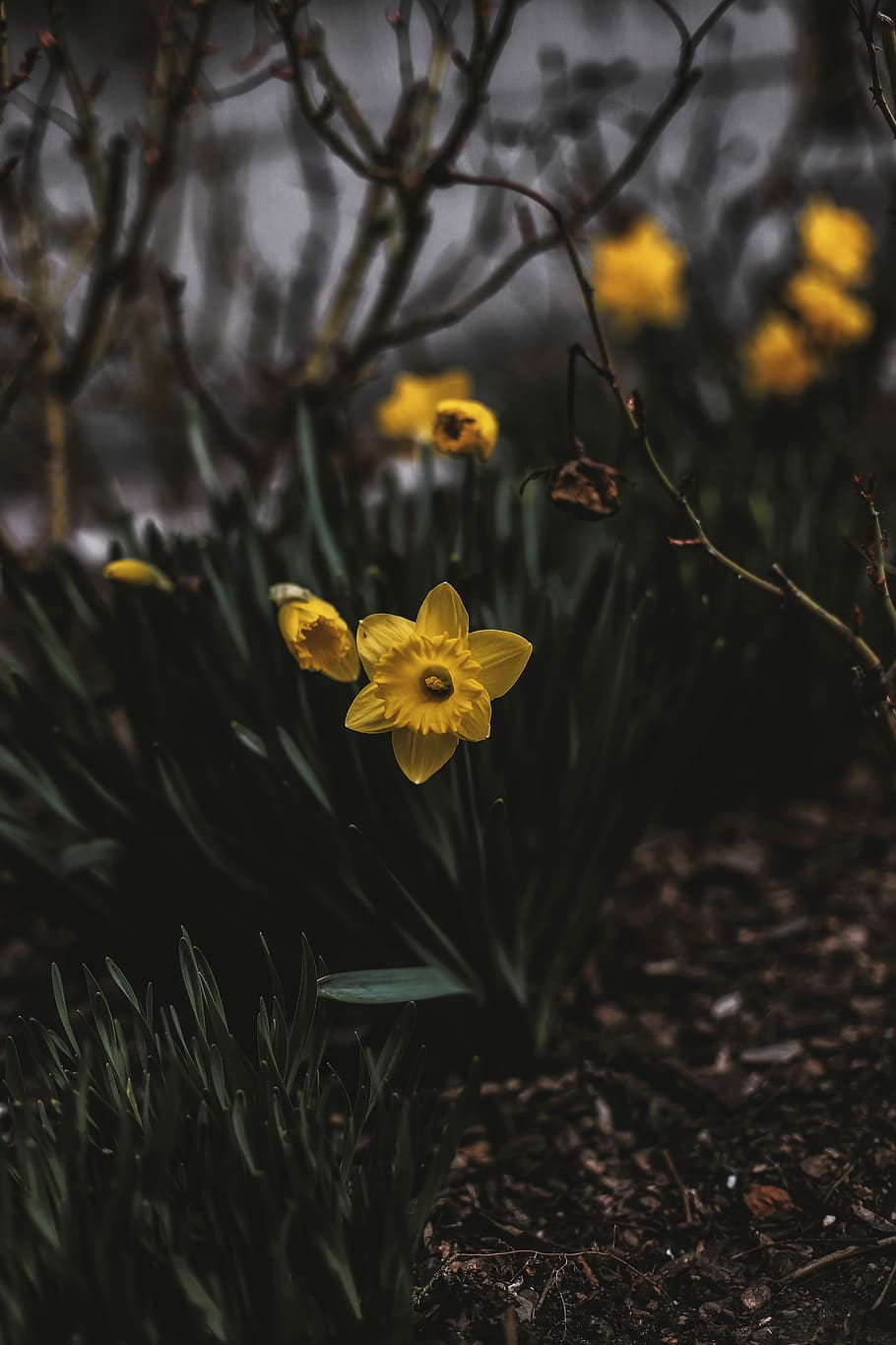 selective focus photography of yellow wild daffodil flower, yellow flowers with green leaves HD wallpaper