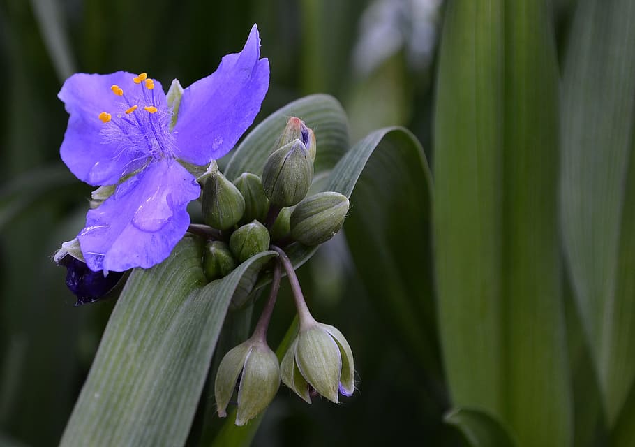 flower, nature, plant, sheet, flowering plant, freshness, fragility HD wallpaper