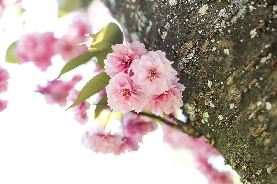 cherry blossom, cherry tree, spring, summer, sun, flower, nature HD wallpaper