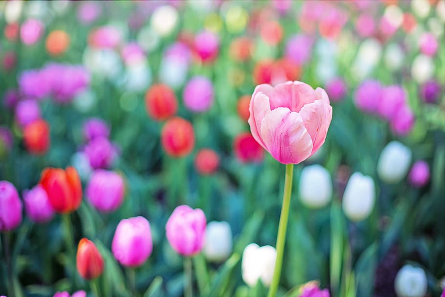 pink tulip flower in closeup photo, Tulips, Flowers, Spring HD wallpaper