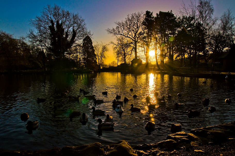 flock of ducks dipped in body of water, sunrise, sunset, nature HD wallpaper
