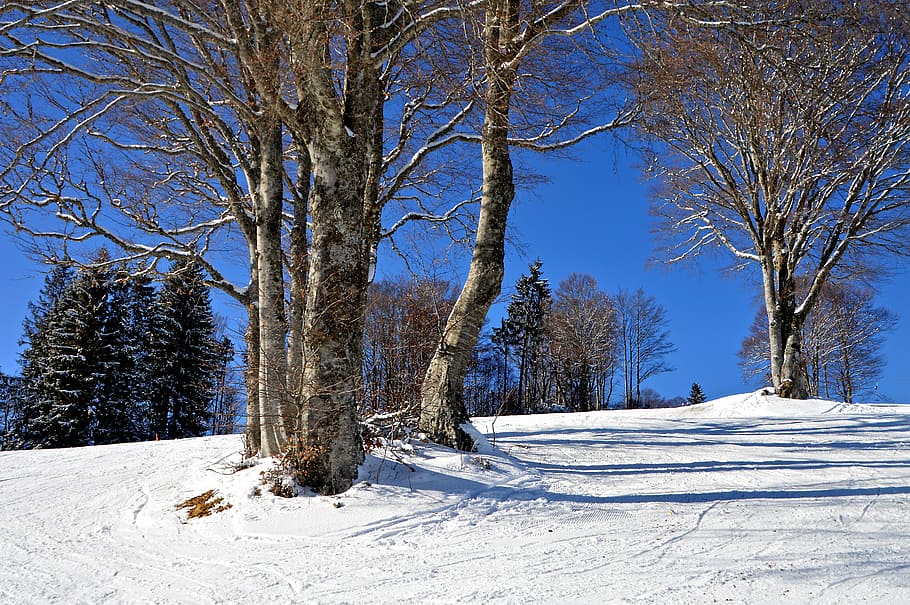 withered brown trees and snow field, black forest, ski run HD wallpaper