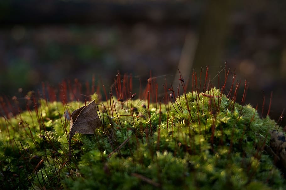 nature, plant, forest, close-up, outdoors, swamp, moss, macro HD wallpaper