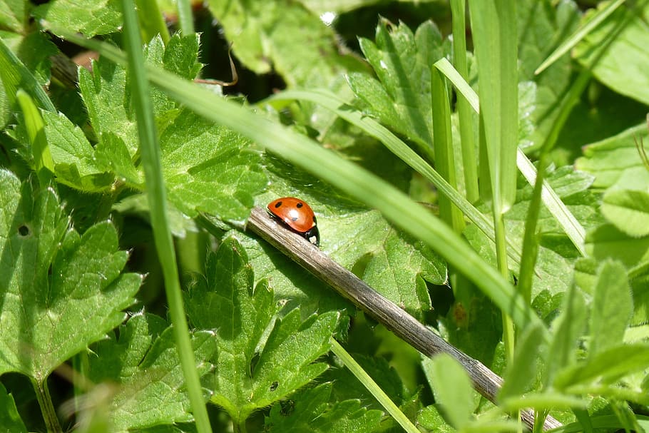 ladybug, nature, close up, foliage, animal, animal themes, invertebrate HD wallpaper