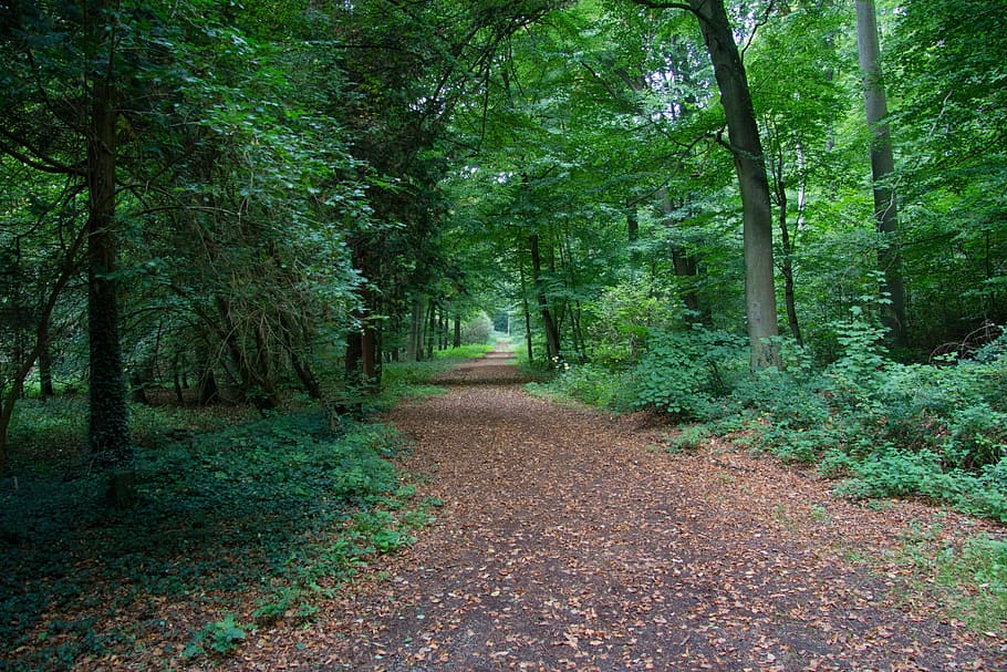 Forest, Trees, Nature, Leaves, Green, log, aesthetic, landscape HD wallpaper