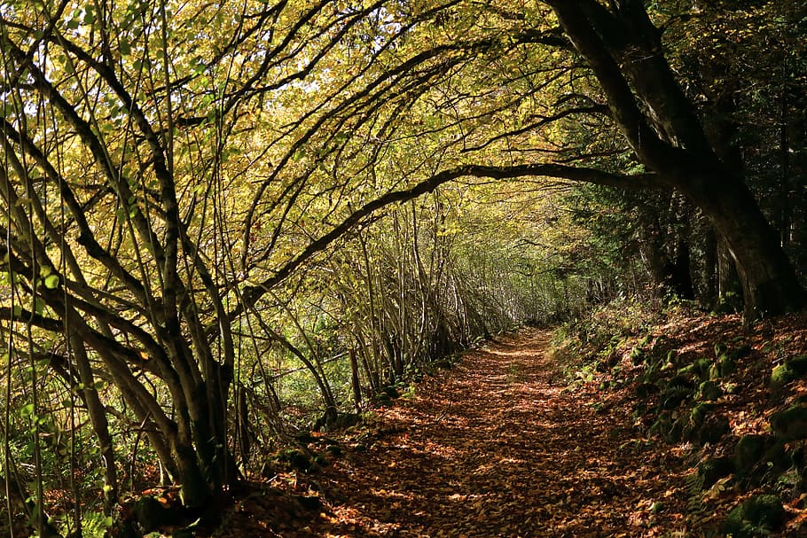 Fall, Forest, Trees, autumn landscape, nature, field, footpath HD wallpaper