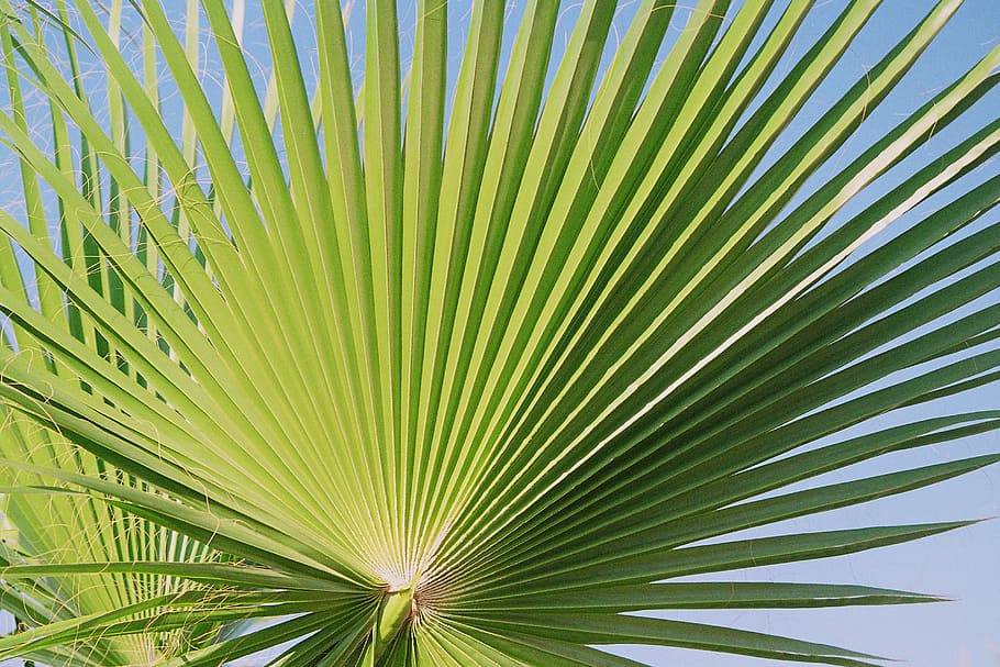 fan palm, palmately divided, leaves, outline, fan shaped, leaf ribs, HD wallpaper