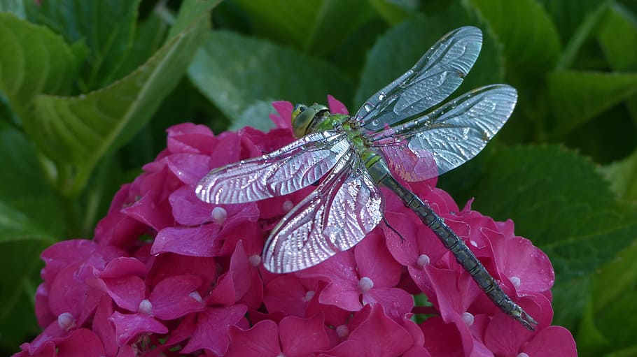 Dragonfly, Hortensia, Animals, Nature, leaf, insects, wings, HD wallpaper