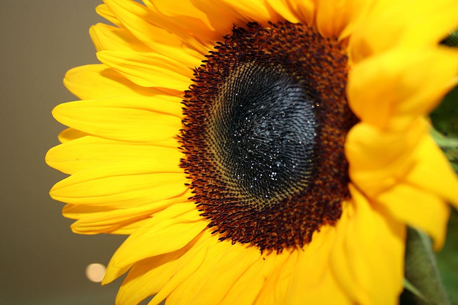 close-up, floral, flower, leaf, petals, plant, sunflower, yellow HD wallpaper