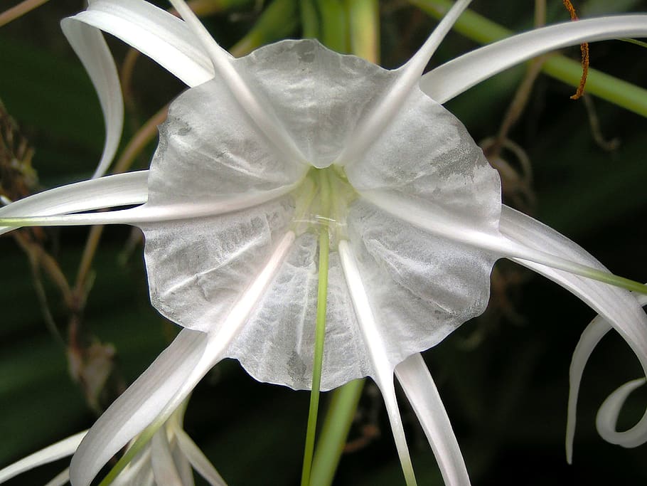 flower, flowers, nature, white, plant, growth, close-up, focus on foreground HD wallpaper