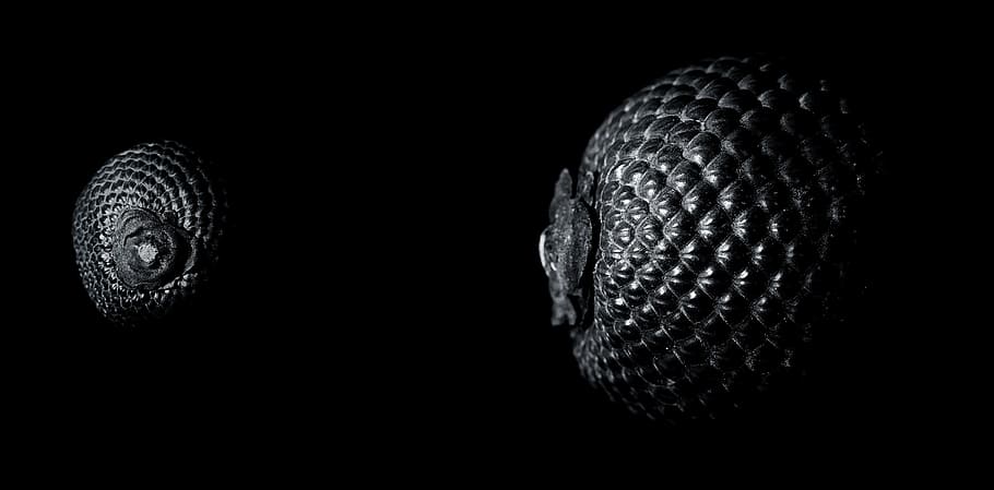 Seed, Black White, Macro, Nature, Flower, gray, floral, nobody HD wallpaper