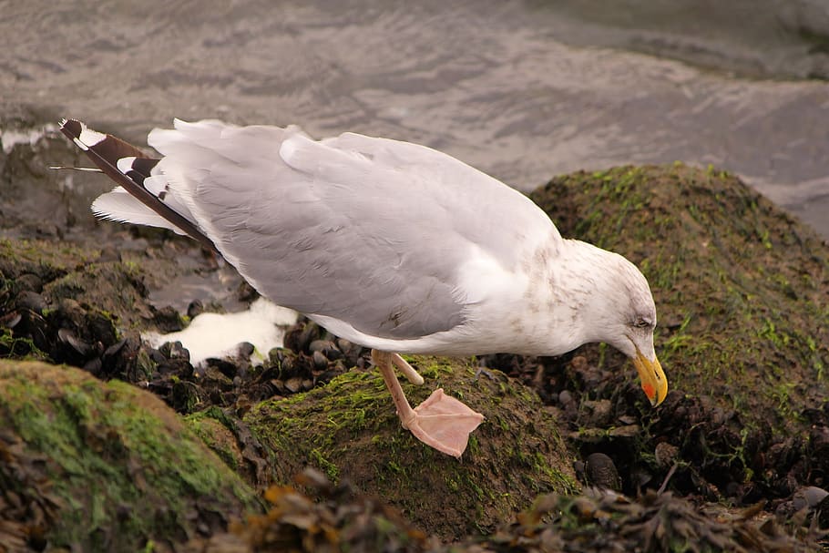 bird, seagull, foraging, animal themes, animal wildlife, vertebrate HD wallpaper