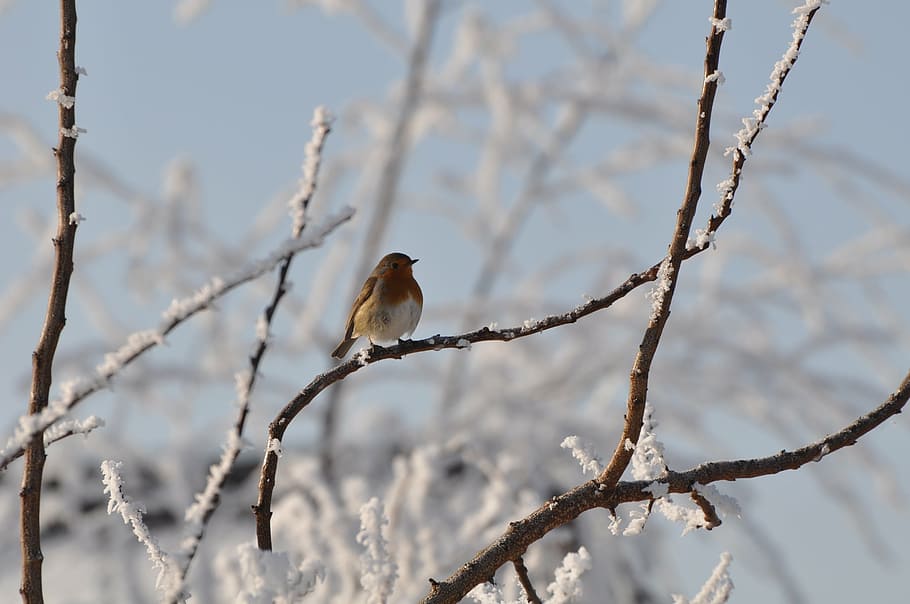 bird, snow, cold, nature, winter landscape, tree, animals, december HD wallpaper