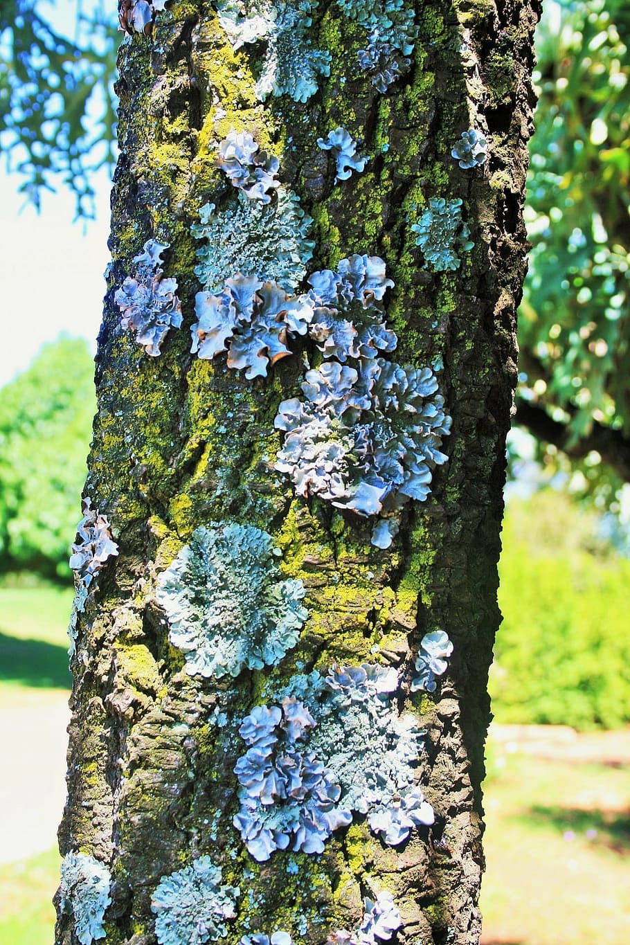 tree, trunk, lichen, curly, symbiosis, fungus, nature, forest HD wallpaper