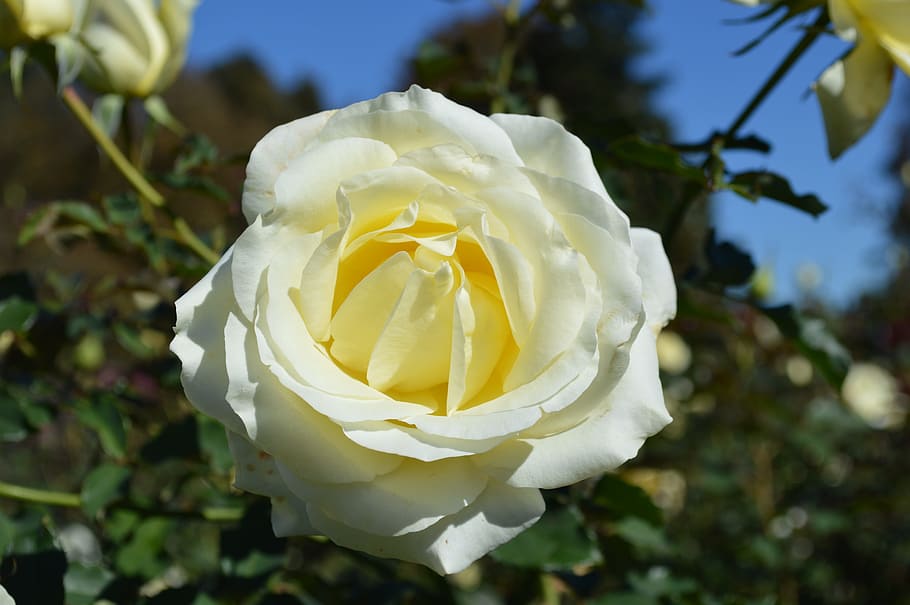 White Rose, Close-Up, Flower, Romance, floral, love, blossom HD wallpaper