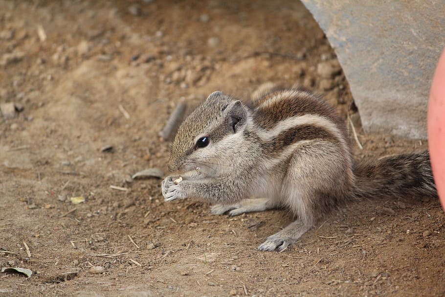 squirrel, animal, wild, nature, wildlife, cute, forest, cartoon HD wallpaper