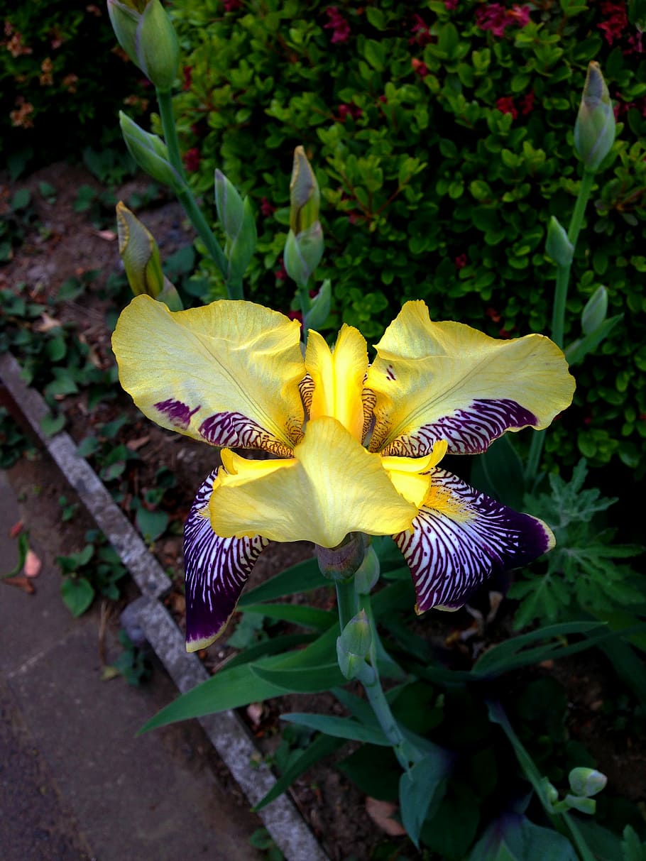 Flowers, Iris, Walk, petal, flower head, growth, fragility HD wallpaper