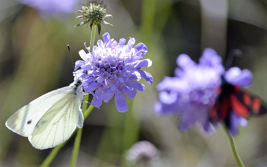 Butterfly, Pyrenees, Nature, flower, purple, fragility, growth HD wallpaper