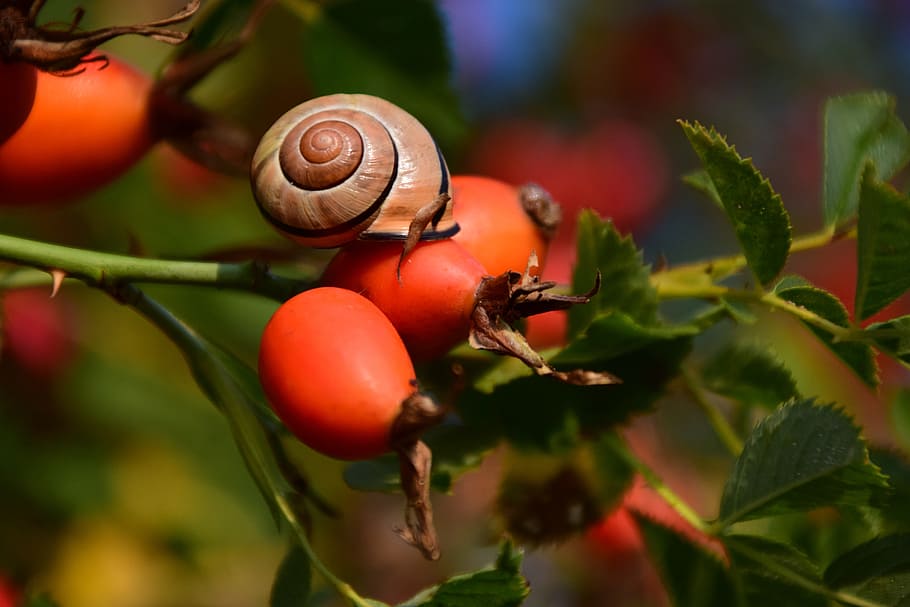 rose hip, ripe, forest, berry, fruit, plant, food, autumn, nature HD wallpaper