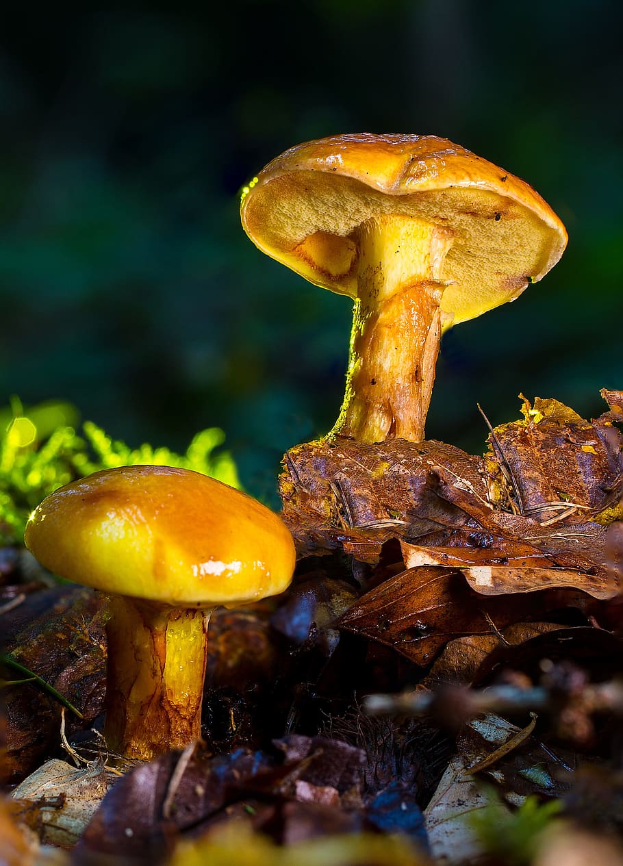 shallow focus photography of mushrooms, suillus grevillei, yellow, HD wallpaper
