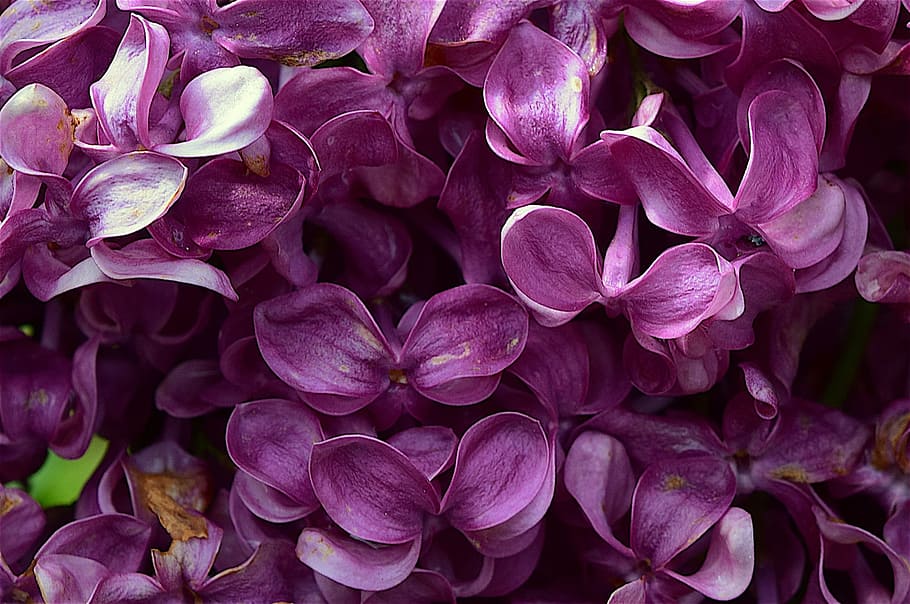 Lilacs, Flower, Purple, Spring, Floral, blossom, bloom, violet HD wallpaper