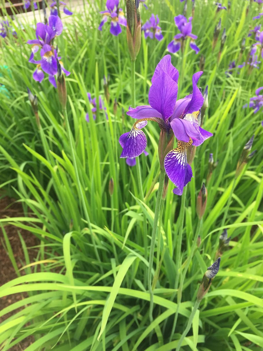 flower, spring, nature, grass, green, flowering plant, beauty in nature HD wallpaper