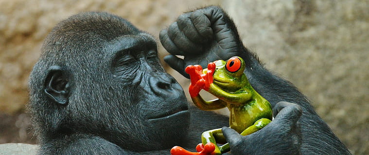 black monkey holding green frog, gorilla, eat, fear, funny HD wallpaper