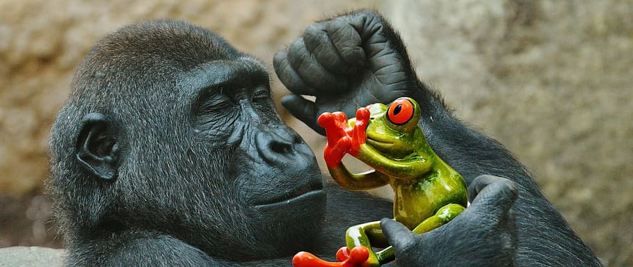 black monkey holding green frog, gorilla, eat, fear, funny HD wallpaper