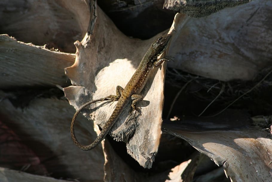 animal, nature, lizard, reptile, schuppenkriechtier, animal themes HD wallpaper