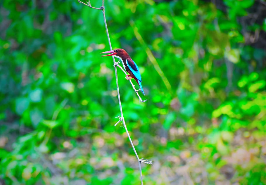 nature, leaf, outdoors, bird, animal themes, one animal, animal wildlife HD wallpaper