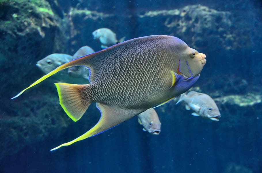 gray and green surgeon fish, tropical fish, aquarium, saltwater, HD wallpaper