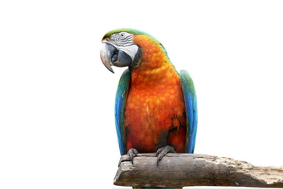orange and blue parrot, arara on white background, bird, colorful