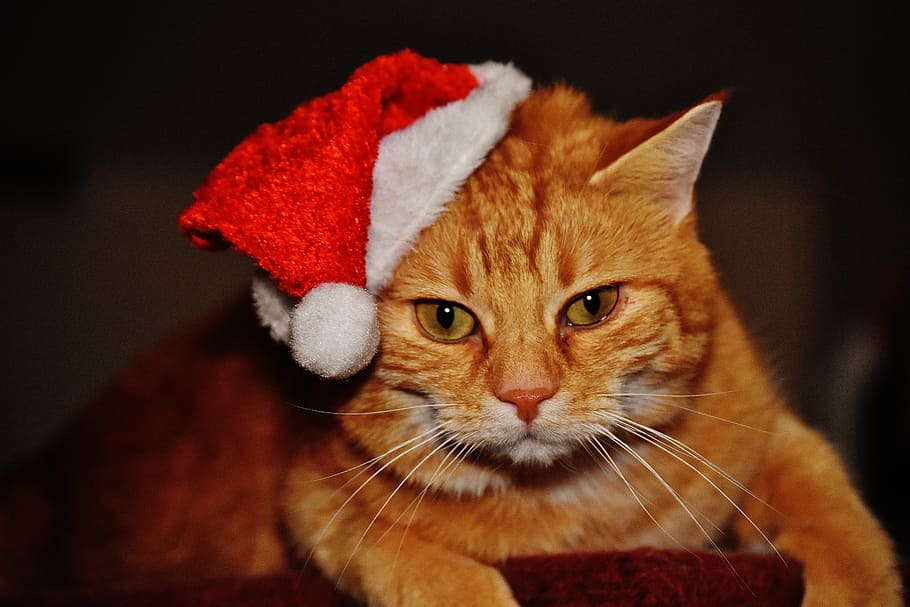cat, red, christmas, santa hat, funny, cute, mackerel, tiger, HD wallpaper