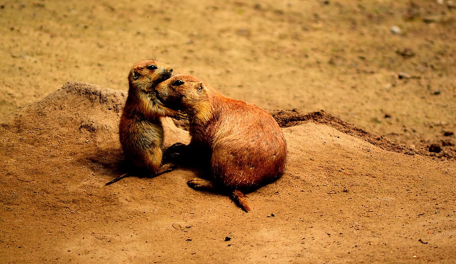 Prairie Dogs, Friends, Sweet, Animals, animal world, parents, HD wallpaper