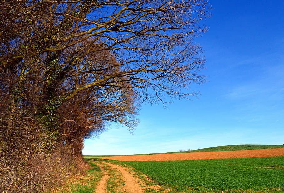 trees, landscape, spring, sky, aesthetic, nature, kahl, away