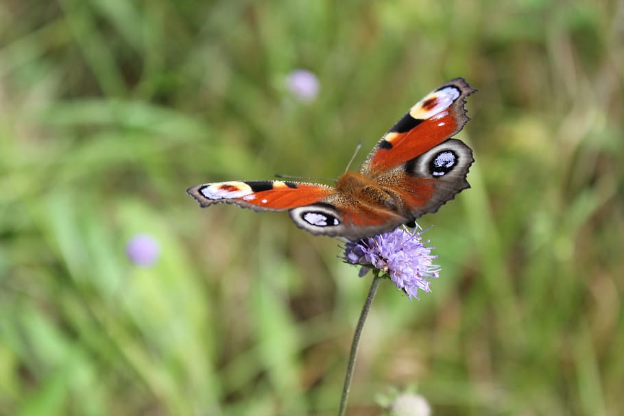 butterfly, nature, macro, blur, season, grass, flower, animal themes HD wallpaper
