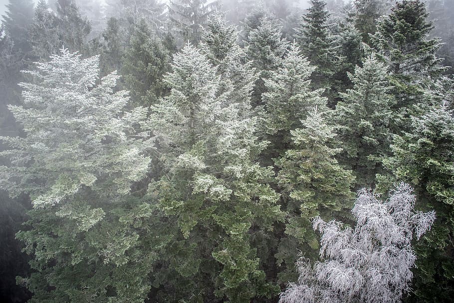 inversion, forest, nature, treetops, fog, plant, growth, beauty in nature HD wallpaper