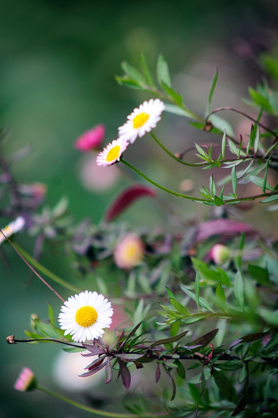 Flower, Garden, Nature, Spring, Bloom, pink, yellow, white HD wallpaper