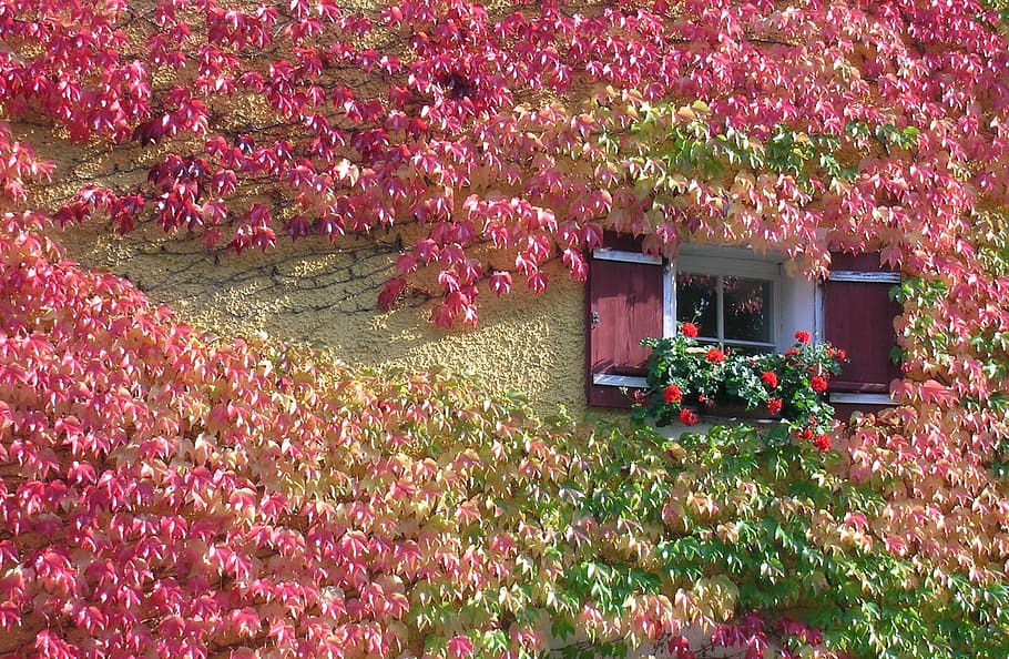 pink and green petaled flowers hanging on the side of the building HD wallpaper