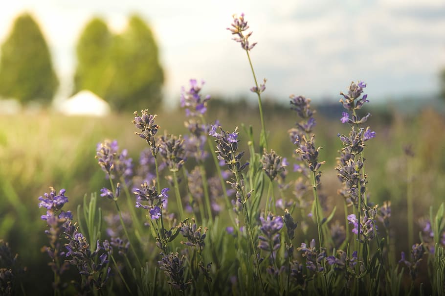 shallow focus photography of purple flowers, selective focus photography of purple flower in bloom HD wallpaper