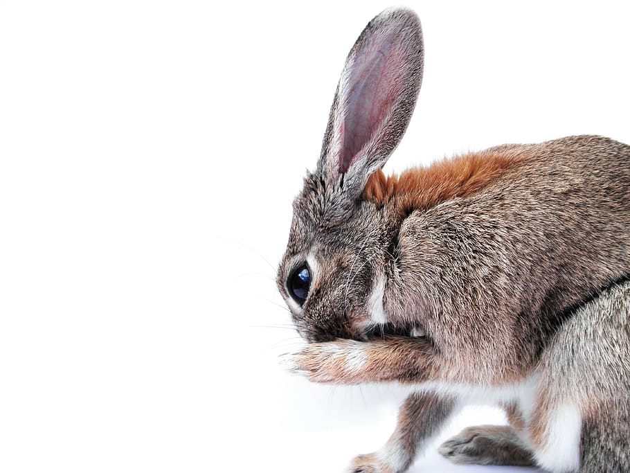 bunny ear trimmer