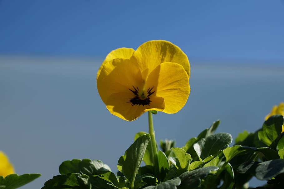 Flower, Flourished, Spring, Macro, petal, yellow, freshness HD wallpaper