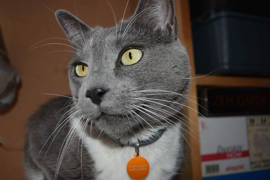 cat, grey, pet, domestic, portrait, animal, young, feline, posing HD wallpaper