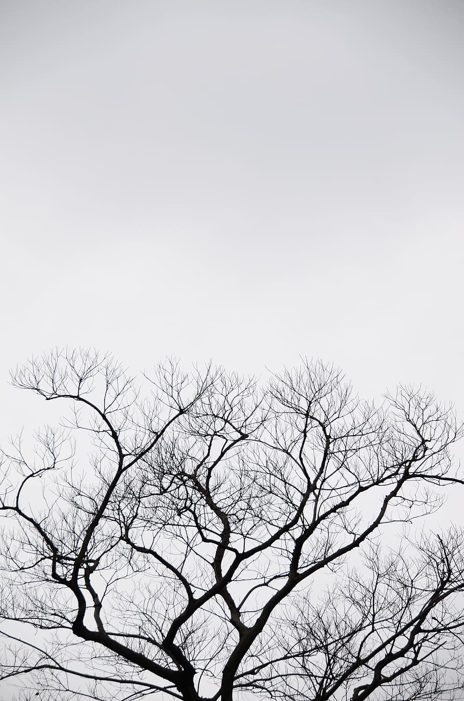 Silhouette, Tree, Gray, 陰, Natural, sky, the scenery, cloudy day HD wallpaper