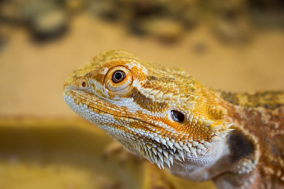 yellow and brown bearded dragon, brown and yellow lizard in macro shot HD wallpaper