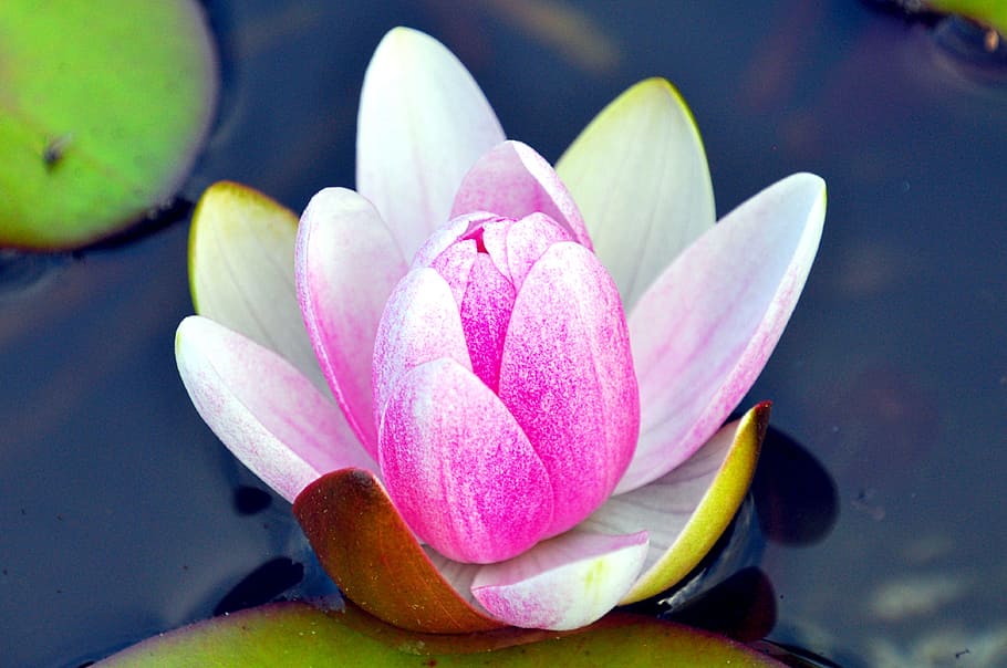 Flower, Water, Pond, pink color, no people, petal, freshness HD wallpaper